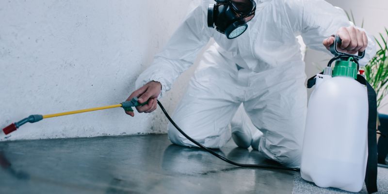 Como é feita a dedetização de baratas em Santos