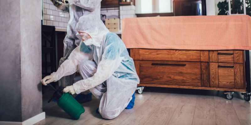 Dedetização em Apartamento Como Funciona em Santos: Confira 4 Passos